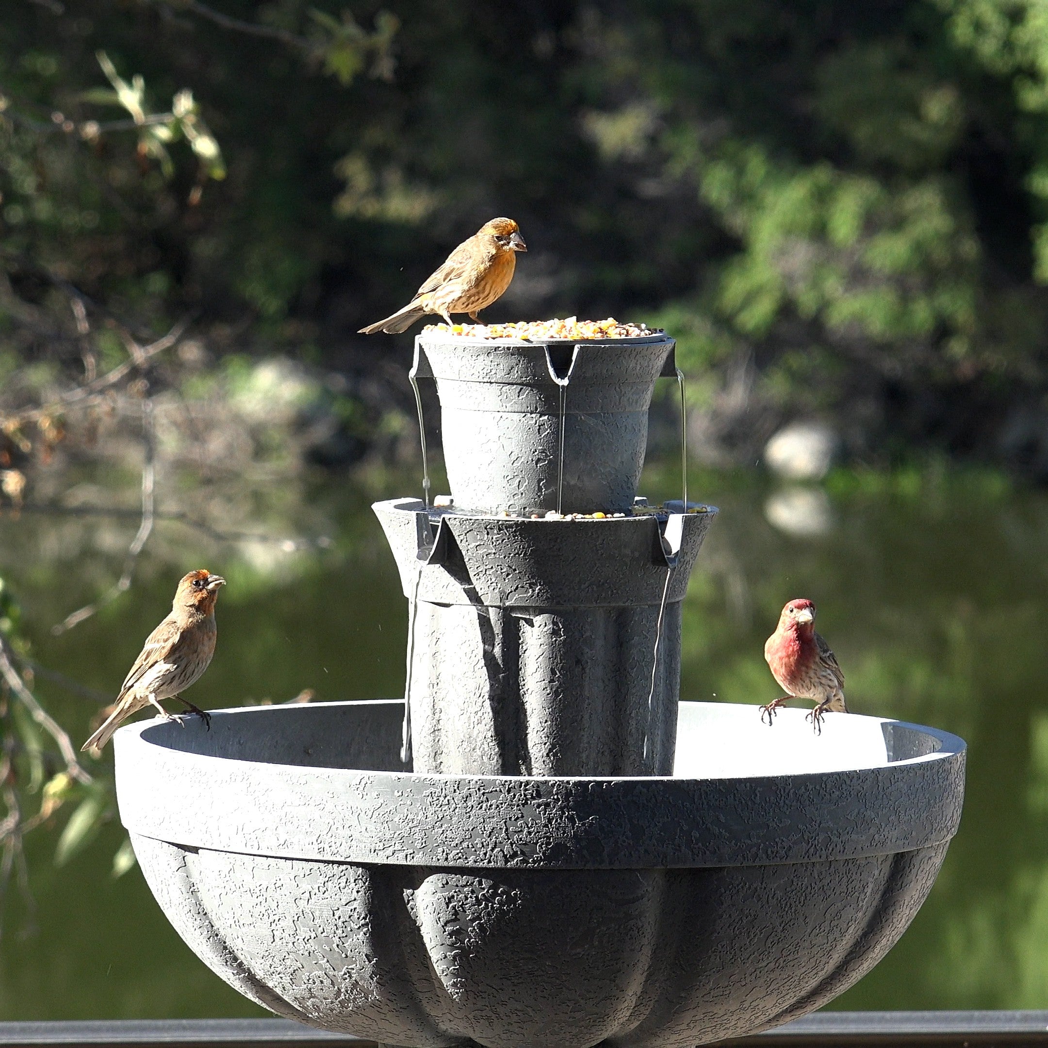 Bari 5-In-1 Cordless Fluted Fountain with Infinity Bowl