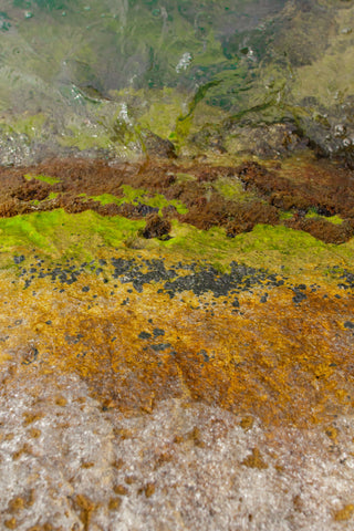 How to Prevent Algae from Invading Your Fountain