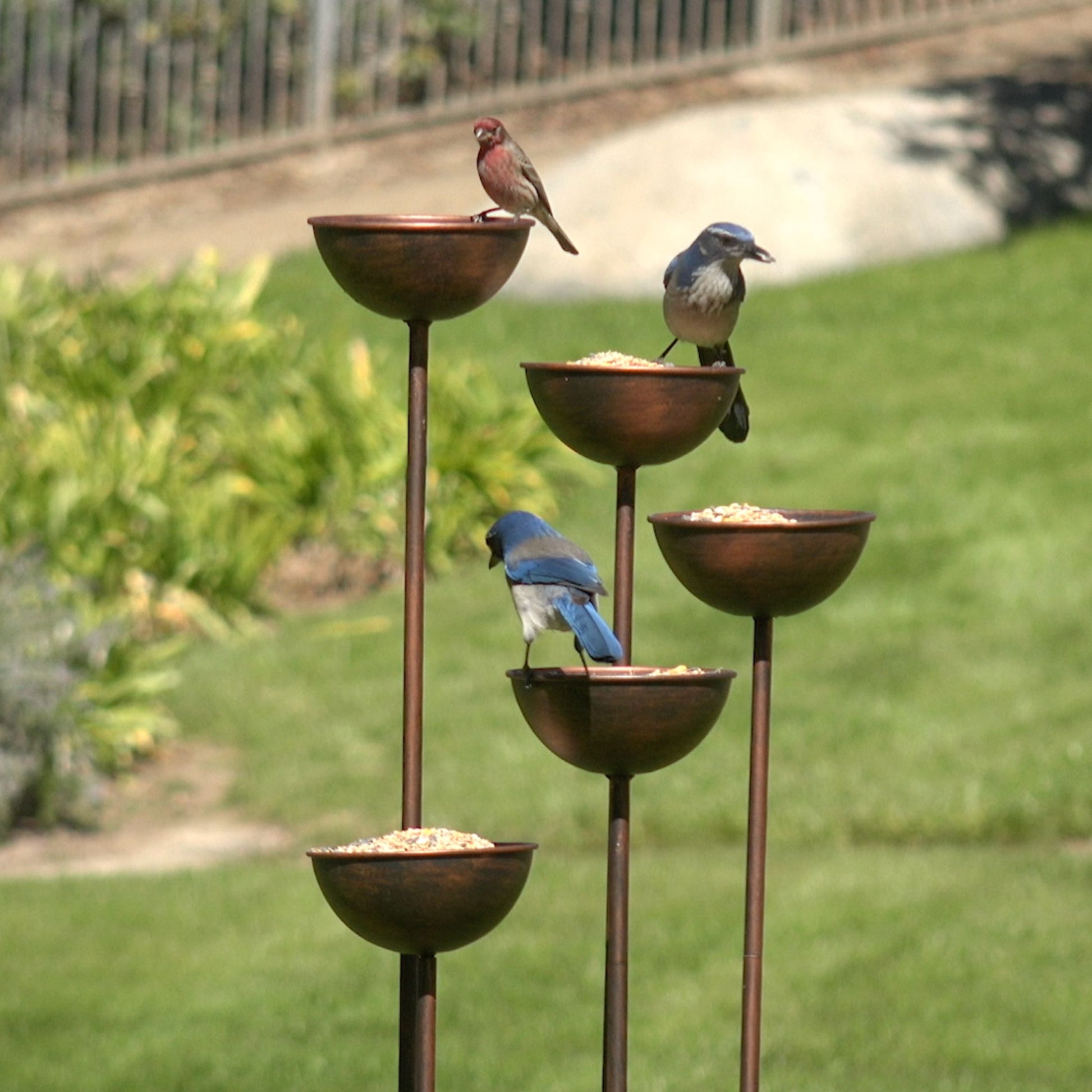 Bird Waterers & Feeders for Sale