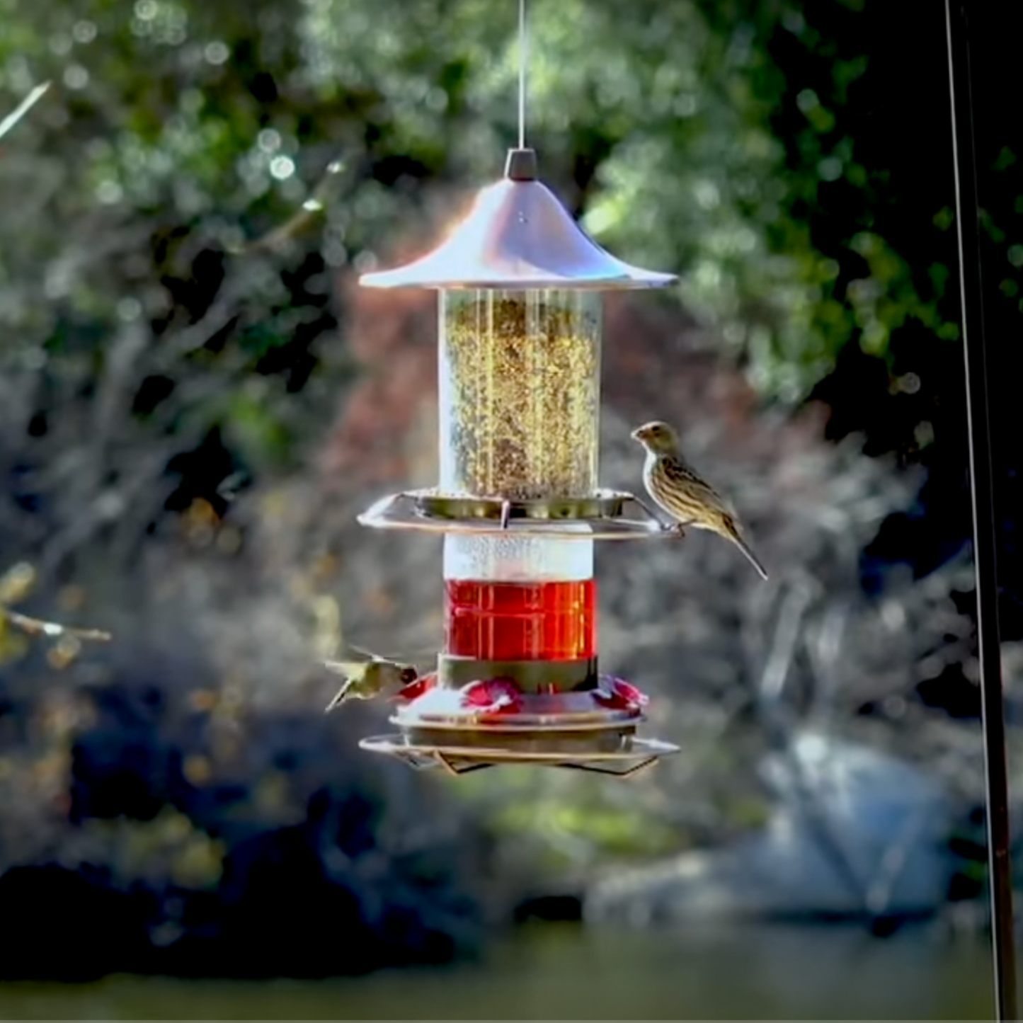 2-in-1 Hummingbird & Bird Seed Feeder