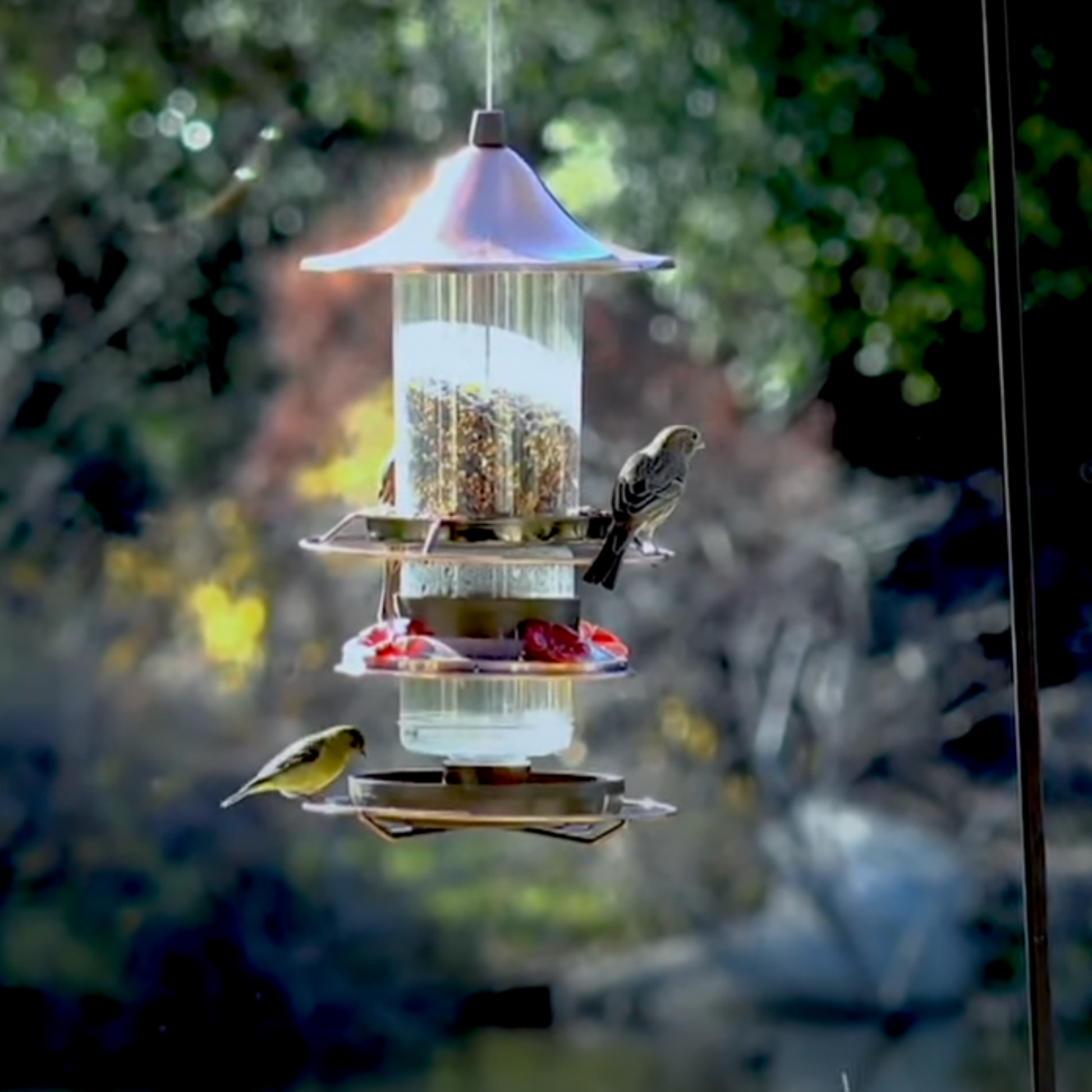 2-in-1 Hummingbird & Bird Seed Feeder – Bernini Fountains