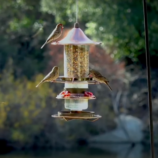 2-in-1 Hummingbird & Bird Seed Feeder