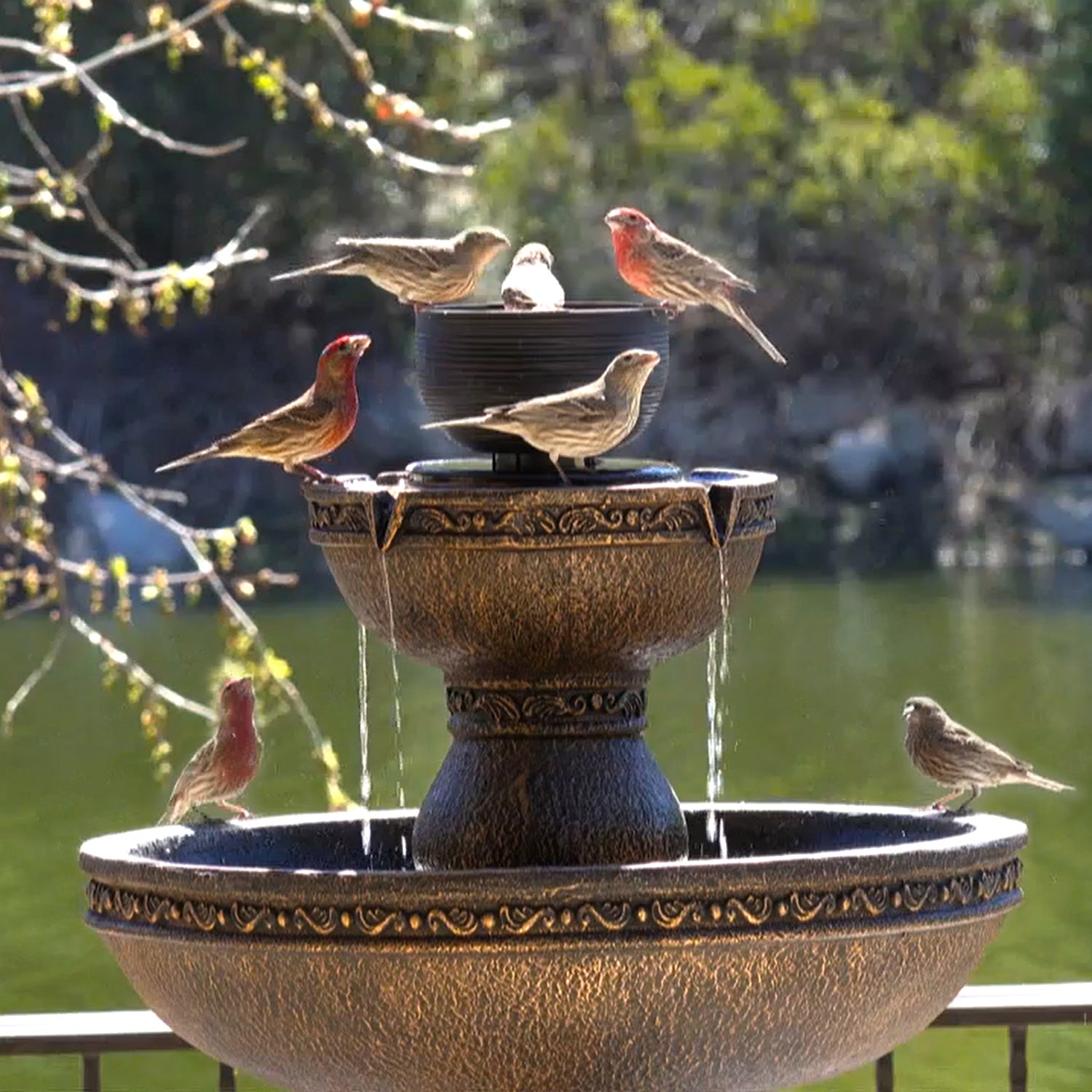 Duck Decoy Garden Critter Sprinkler – Bernini Fountains